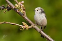 Mlynarik dlouhoocasy - Aegithalos caudatus - Long-tailed Tit 5354